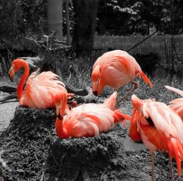 Setting Flamingos